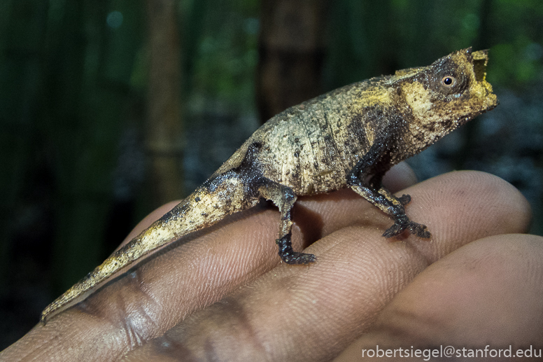 Small chameleon